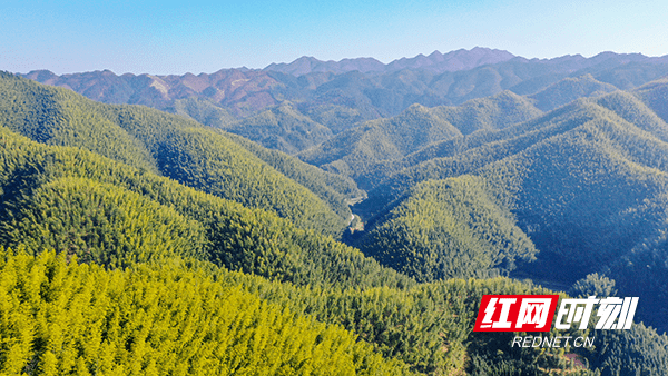 钟伟锋|湖南新田：林长制激活乡村旅游