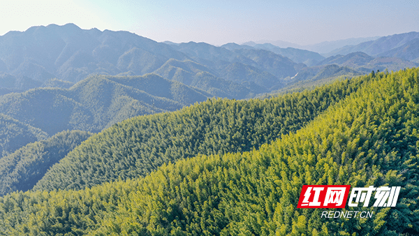 钟伟锋|湖南新田：林长制激活乡村旅游