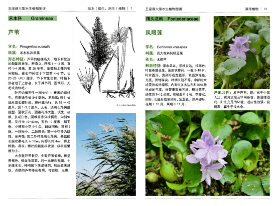 一起来探索五里河变化的小秘密吧 植物 调查 江苏省