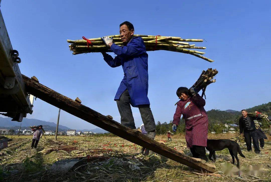 甘蔗丰收红糖飘香又被三门甜到了