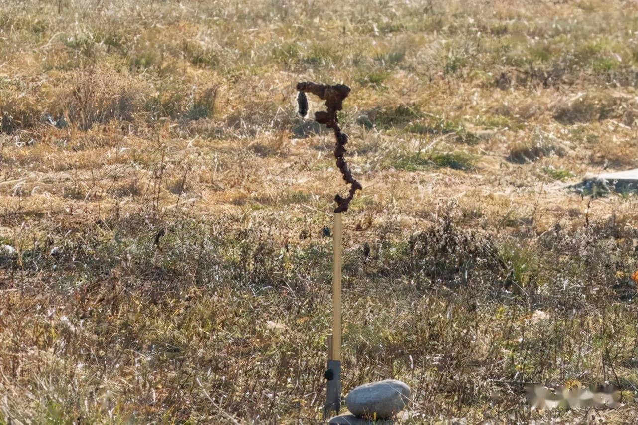 爱好者|活仓鼠吊上树枝、芦苇上钉大头针……为诱拍鸟类这些招也忒损了