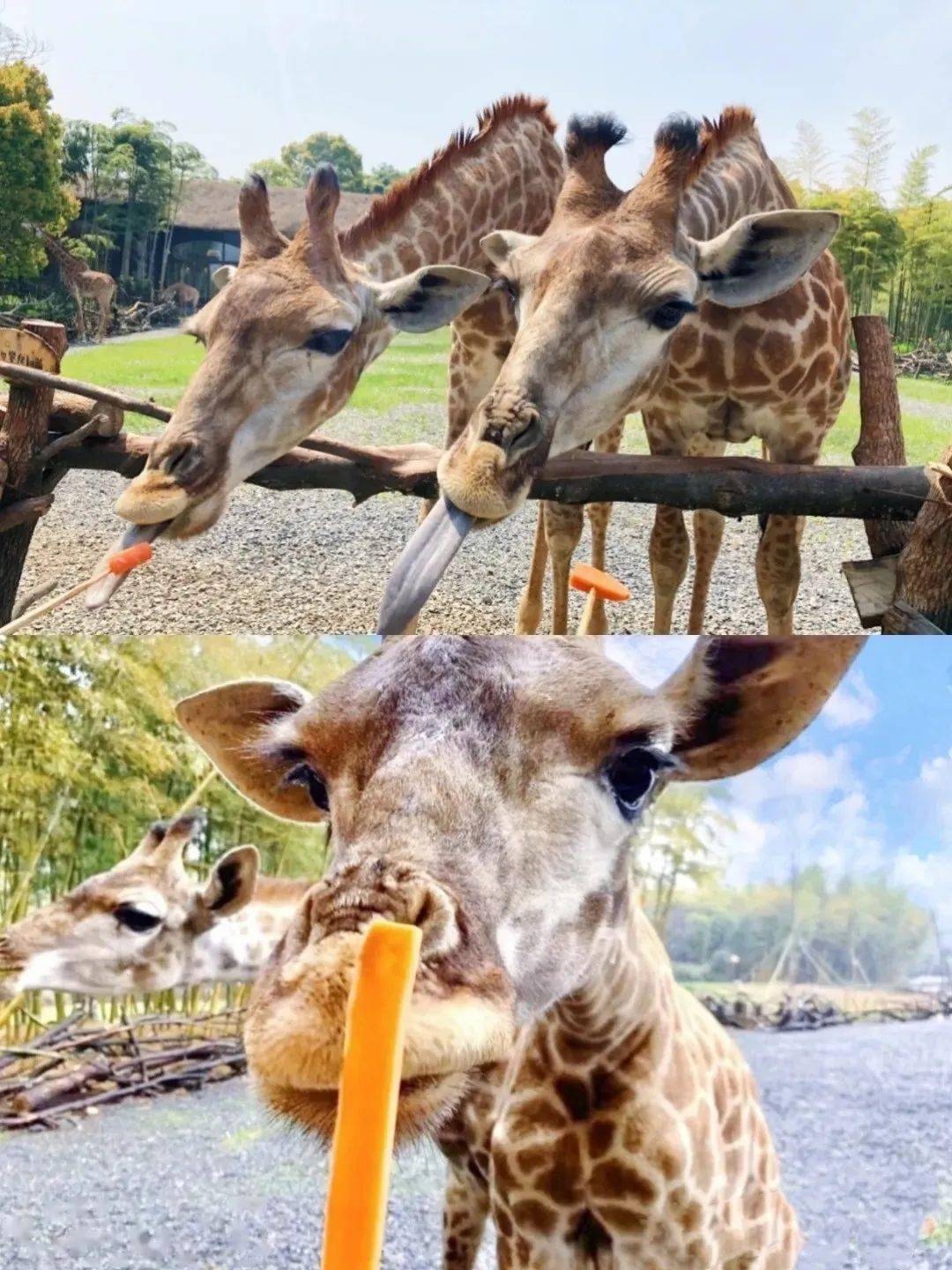 行恕研學│非凡的新朋友暢遊泉州海絲野生動物園