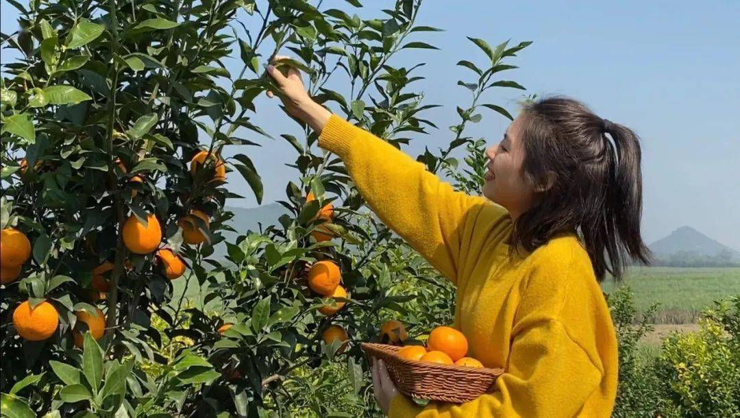 五个振兴61乡村振兴城中镇松林村沃柑挂满枝游客采摘乐