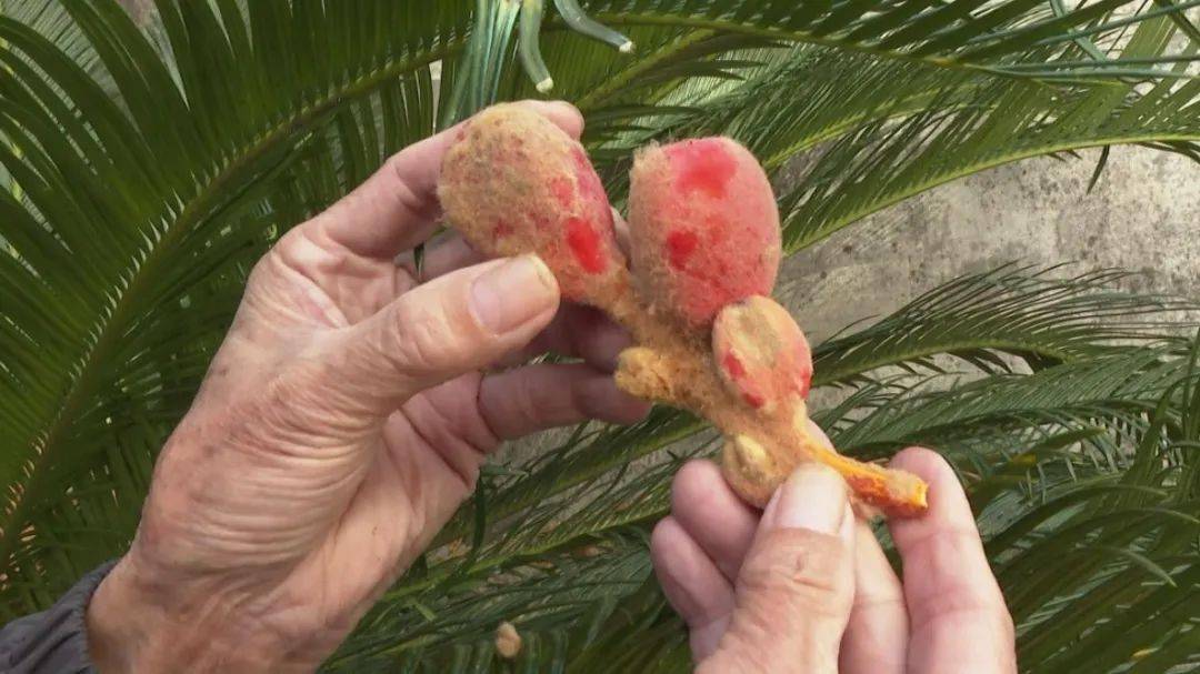 铁树结果已寻常果实有毒勿食用