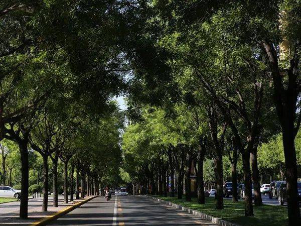 大连"市树,市花,等你来投!