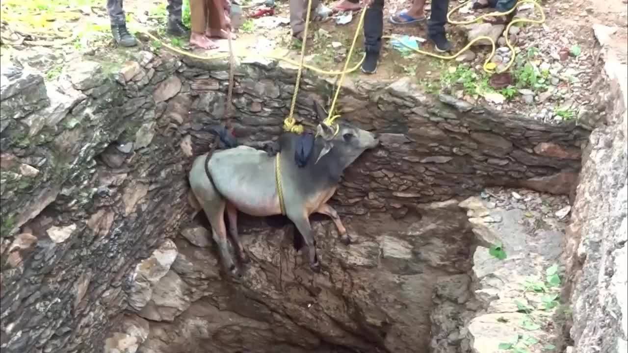 5个动物被人类救援的感人瞬间