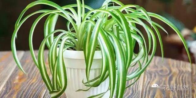 1盆吊兰 就能让你家洋气到不行 花野 养护 花艺