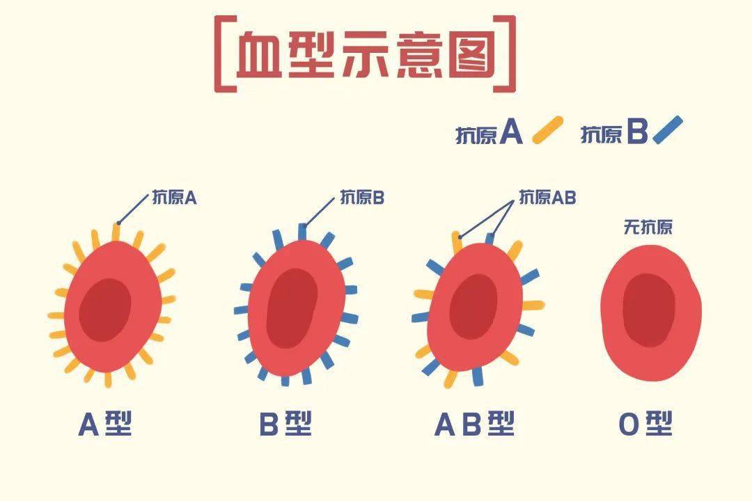 【血液科普】o型血不