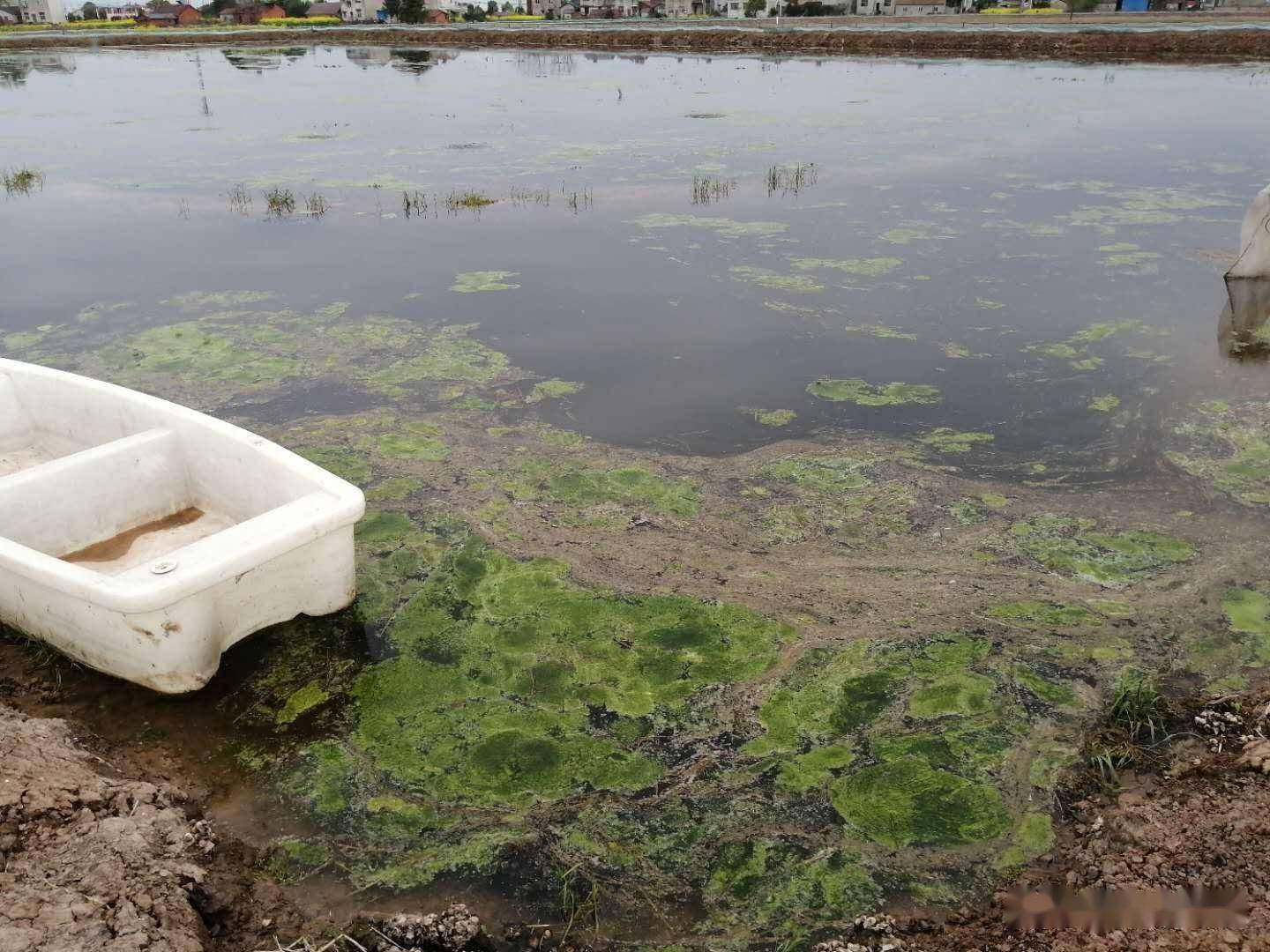 養殖中,青苔是一系列絲狀或網帶狀綠藻的統稱,主要包括水綿,剛毛藻