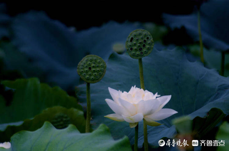 惊艳的出水芙蓉 4b0e4de84a29463abab7e5bd11ec511d.jpeg