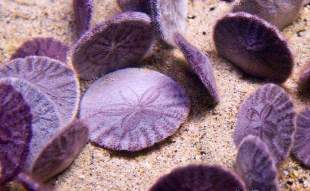 海胆近亲"沙币"被冲上美国沙滩,海胆高价卖,沙币为何没人要?