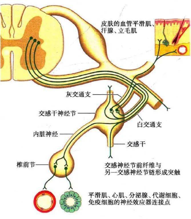 颈交感神经节解剖图图片