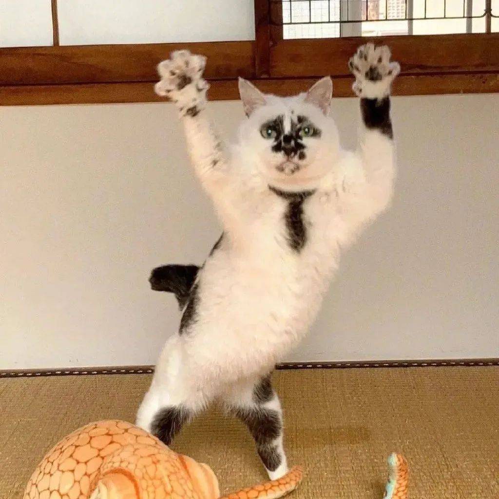 猫科动物神秘的集会