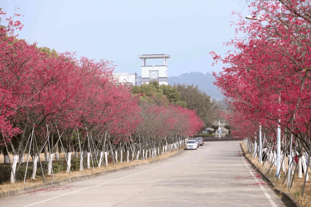 繁花滿樹,如雲似霞令人不禁陷落於韶櫻的美好廣東工業大學說起廣工