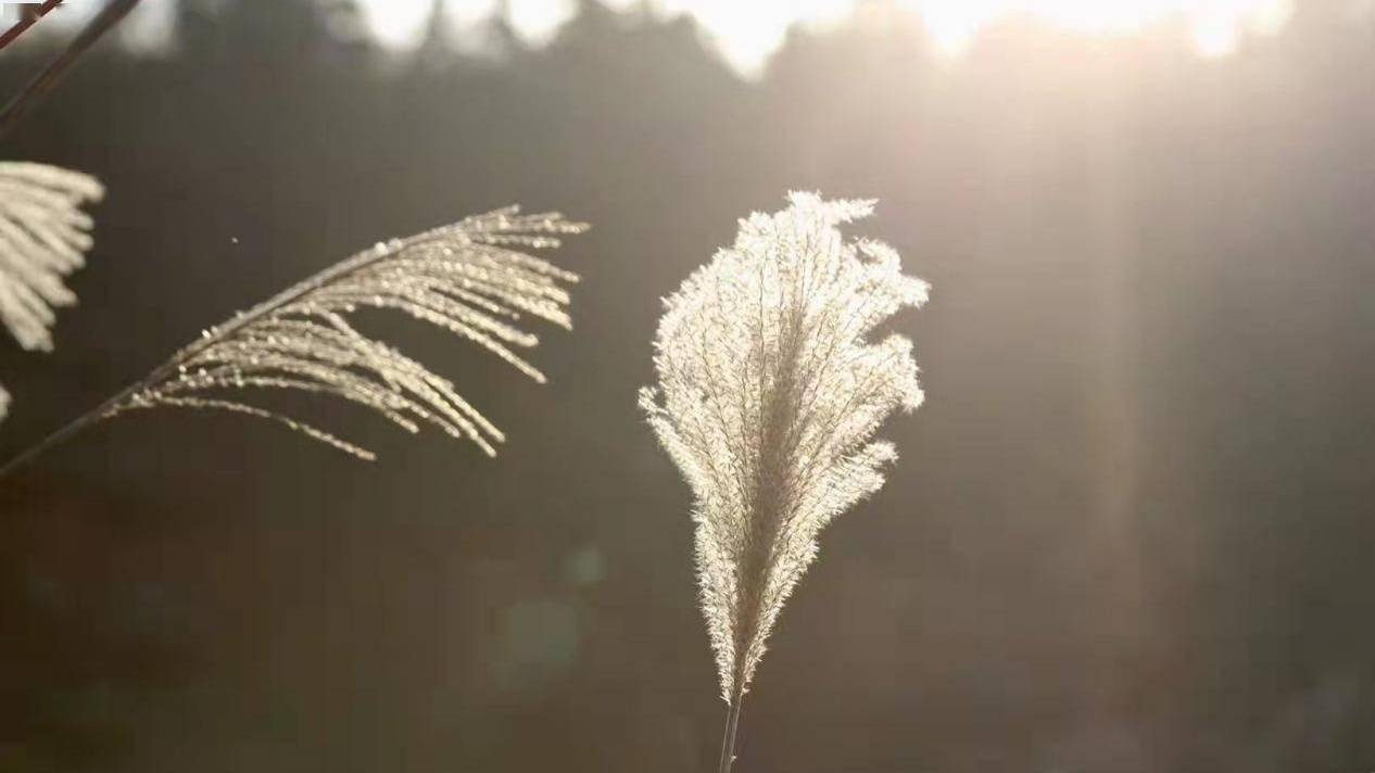 小镇|冬日好“村”光 重庆芒草花海绘就美丽画卷