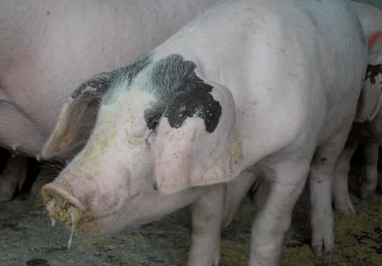 作为猪的感冒来讲是由猪流感病毒(h1ni)引起的急性,接触性传染病