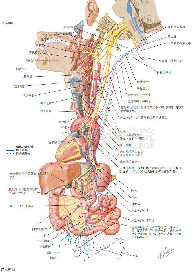 迷走神经分布图图片