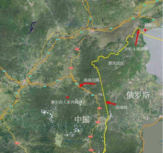 东北虎“完达山1号”放归专家：越早放成功率越高