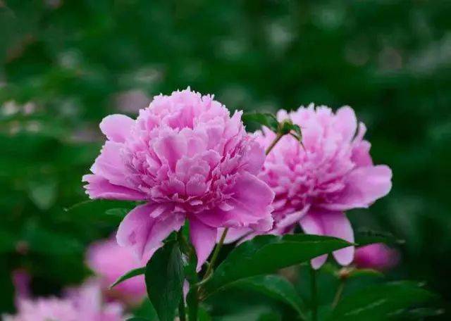 十大名花花中仙，芍药花颜！