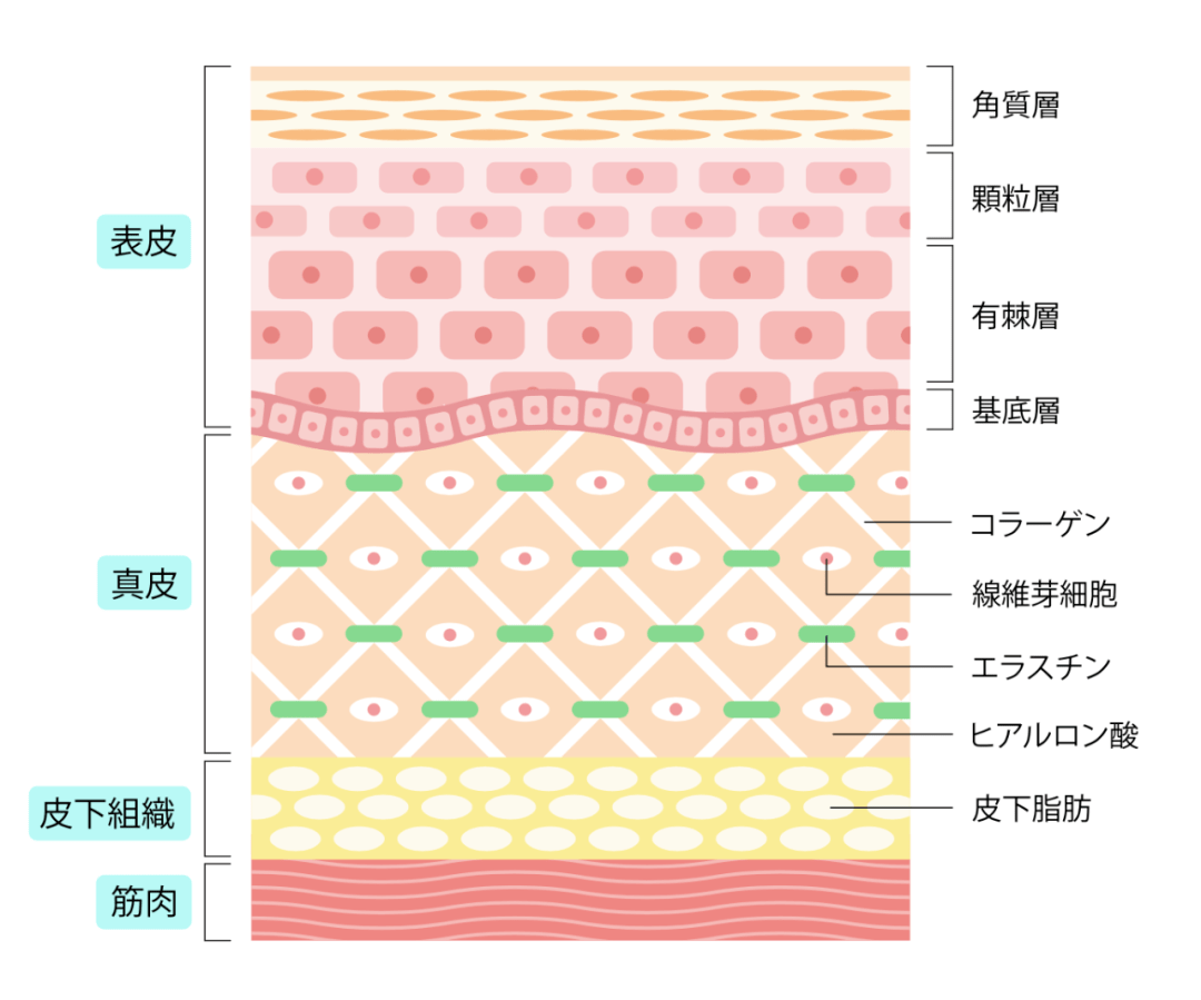 首先要了解,我们的面部皮肤是由表皮层,真皮层和皮下组织三层构成,而