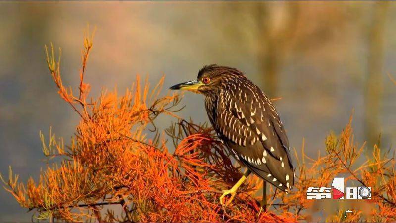 开州汉丰湖景美鱼虾肥 湿地鹭鸟集体“秀身姿”