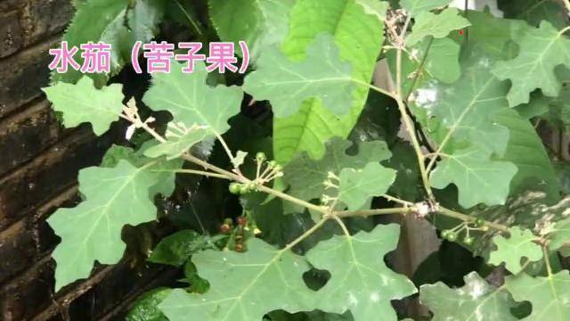 身边的草药(131)水茄(苦子果),活血化淤消肿止痛的草药_草药_苦子果