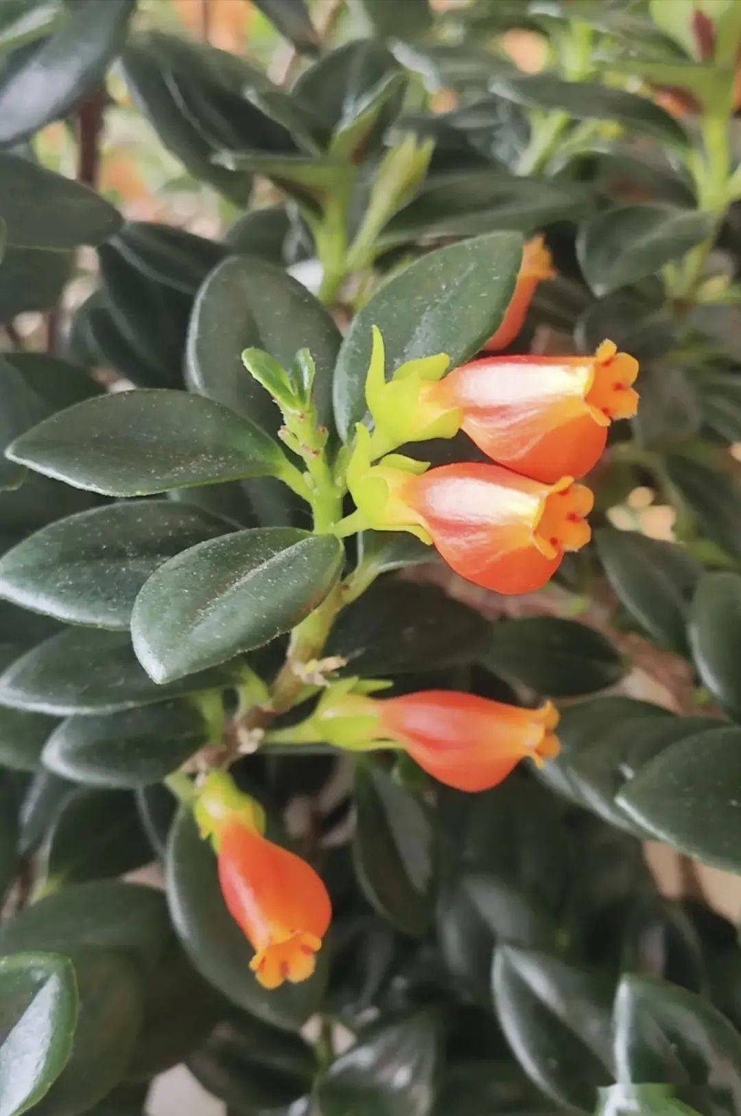 阳台就养盆金鱼吊兰,满盆开出小金鱼,寓意年年有余!_开花_养护_问题