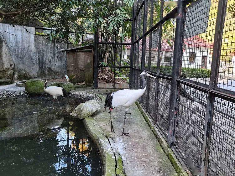 三明动物园上新啦走一起去看看小动物们如何温暖过冬