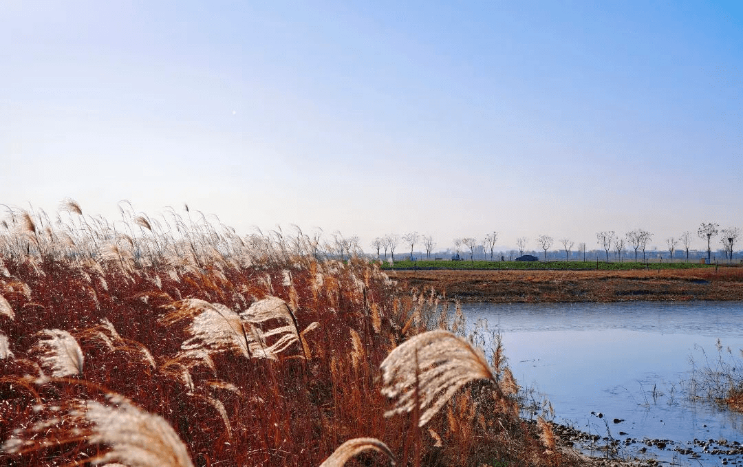 蒹葭蒼蒼這場河北冬季限定白讓你的心情盪漾