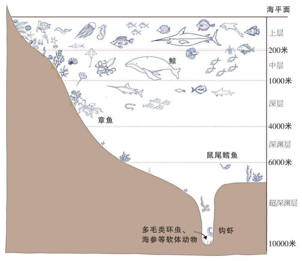 海洋的结构示意图图片