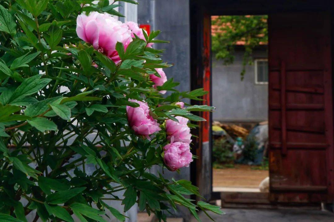 一位40后花友,和他全是牡丹的北方小院