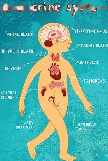 中医科普 | 当出现这些表现时,要警惕内分泌疾病_激素_体重_功能