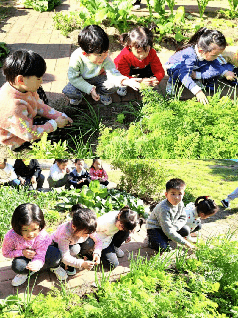 拔萝卜校园全文 拔萝卜江鹤泽19
