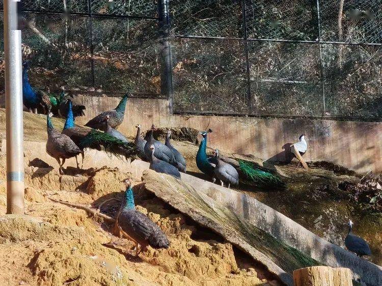 三明动物园上新啦走一起去看看小动物们如何温暖过冬