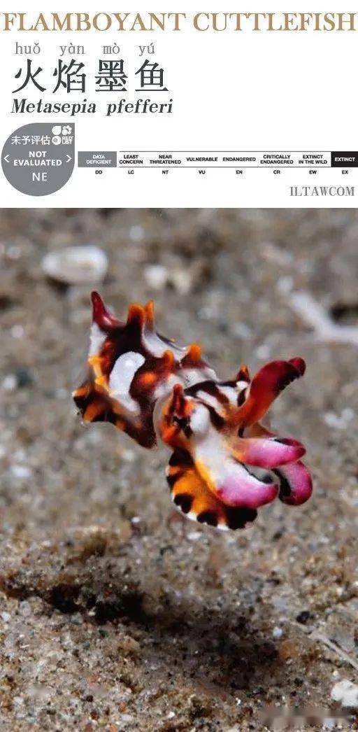 带有毒性的墨鱼 火焰墨鱼 乌贼 弗拉 内容