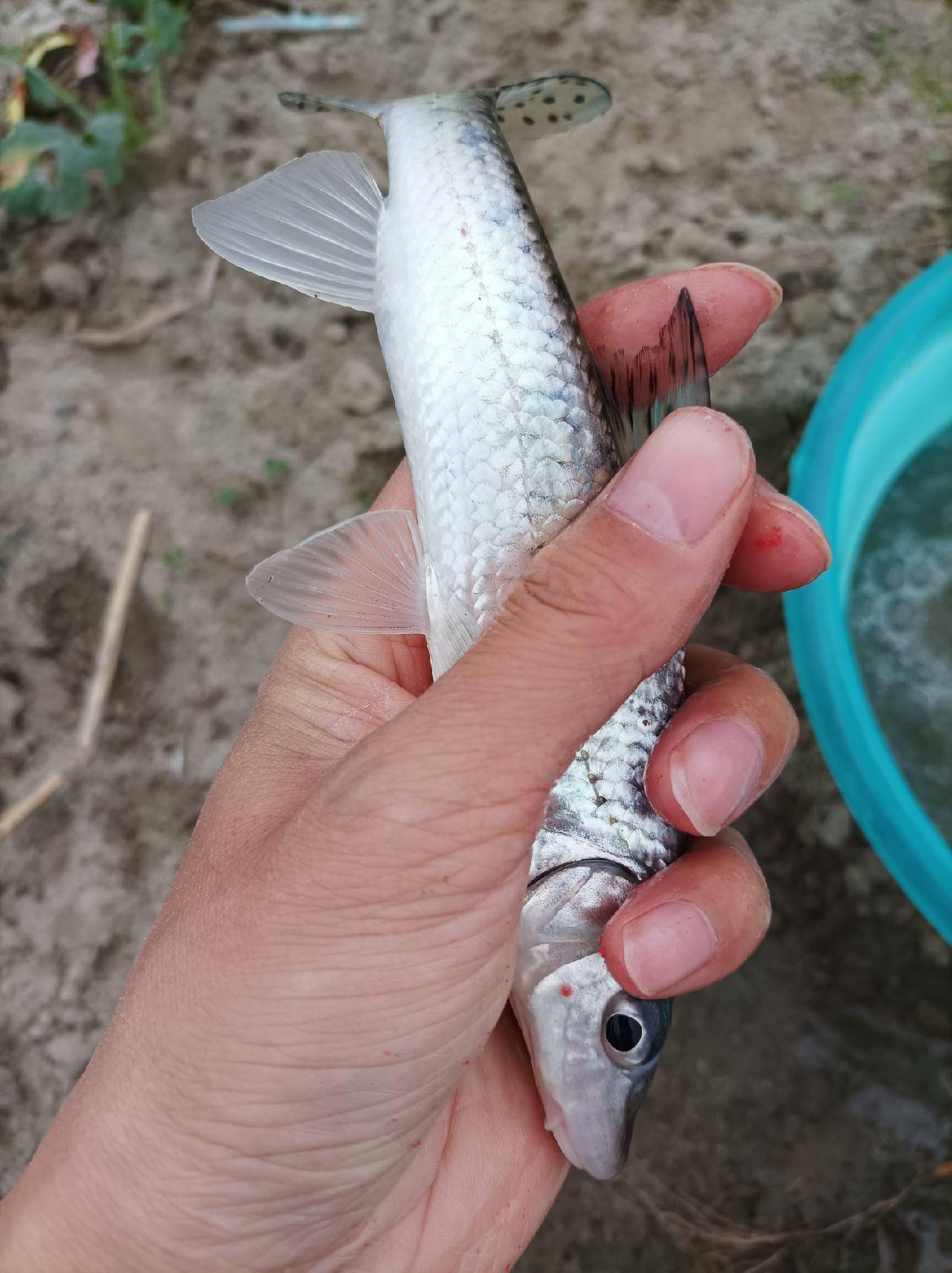 中途钓上几个船钉子,之前有钓友误将船钉子认为是土凤,土凤认为是船