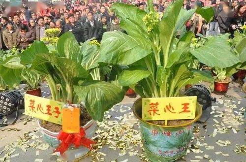 又食又拎61豪送菜心3斤2021连州菜心节打卡连州地下河湟川三峡美食