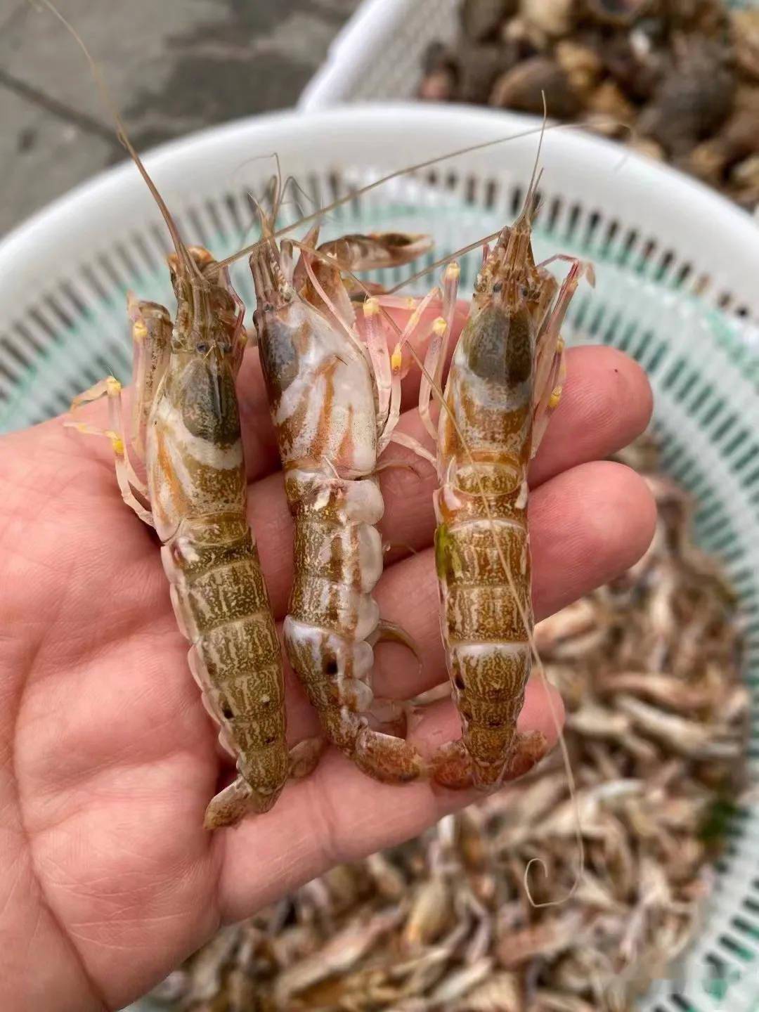 花豹虾不同于别的虾,壳软肉嫩,头带黄,不少人买来磨虾酱,既好吃,保存