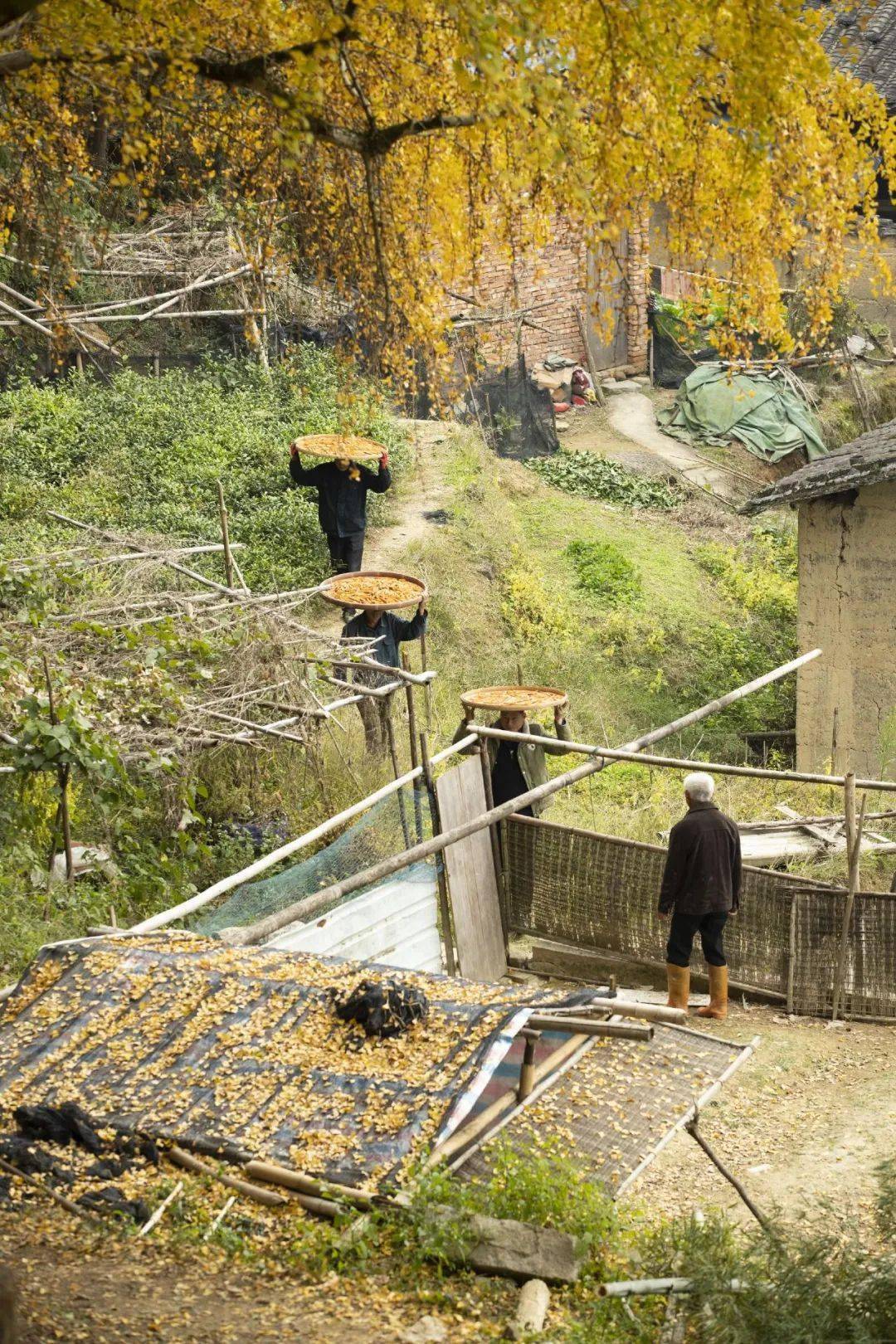 【美景】甘棠镇倪下村:银杏染冬美如画_福安_冬日_后山