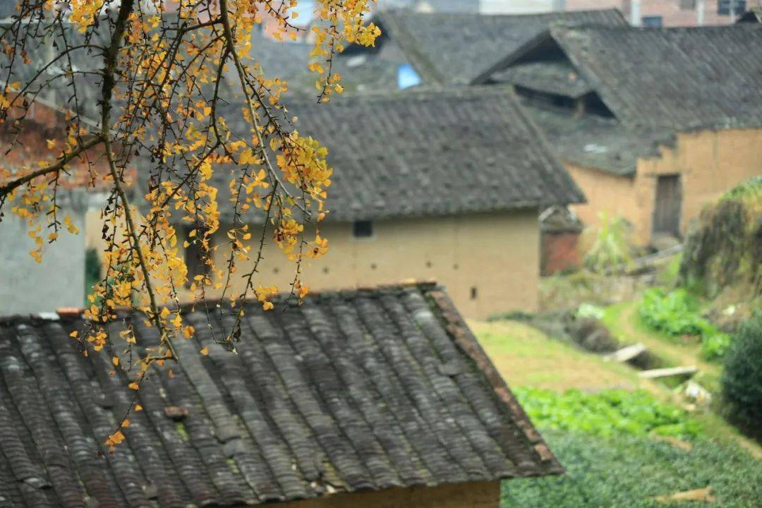 【美景】甘棠镇倪下村:银杏染冬美如画_福安_冬日_后山