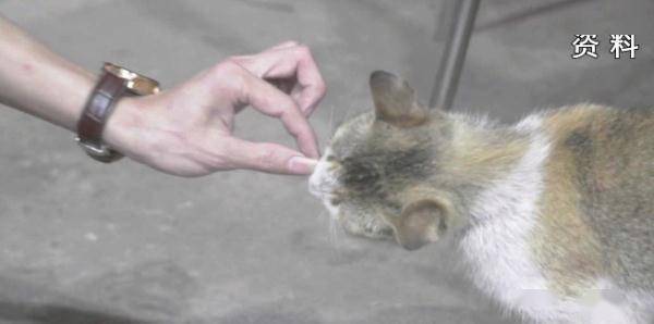 小焦|女子撸猫后住进ICU？警惕这种“小焦痂”，严重可致命