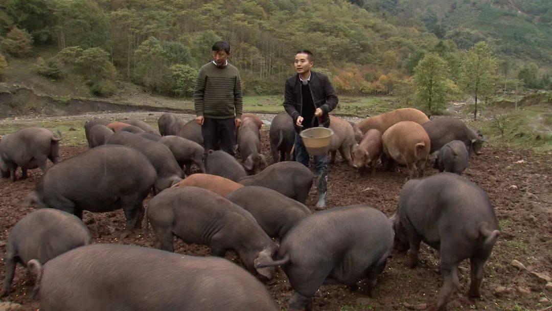 乌金猪养殖基地图片