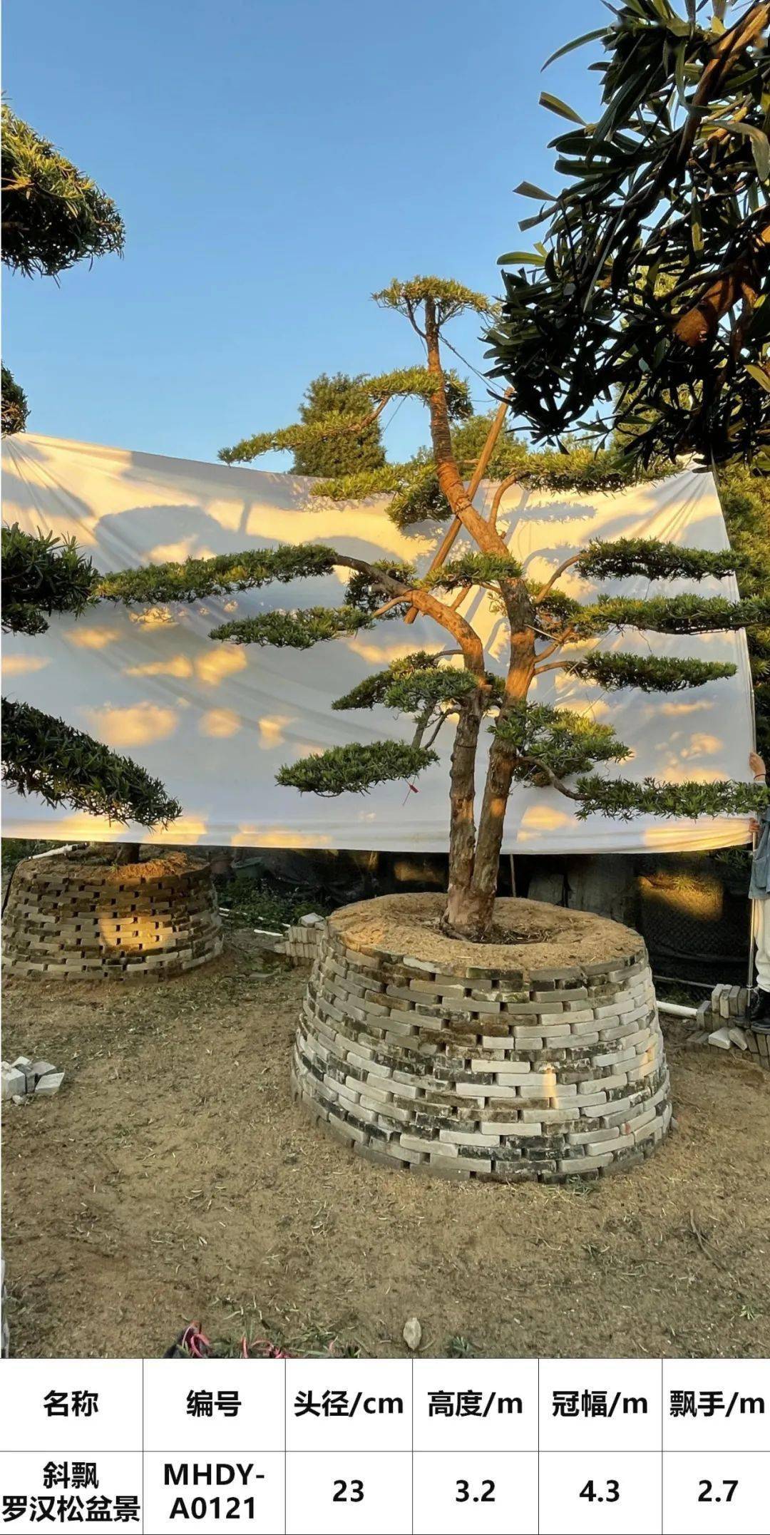 马后花园头径1822公分临水斜飘罗汉松