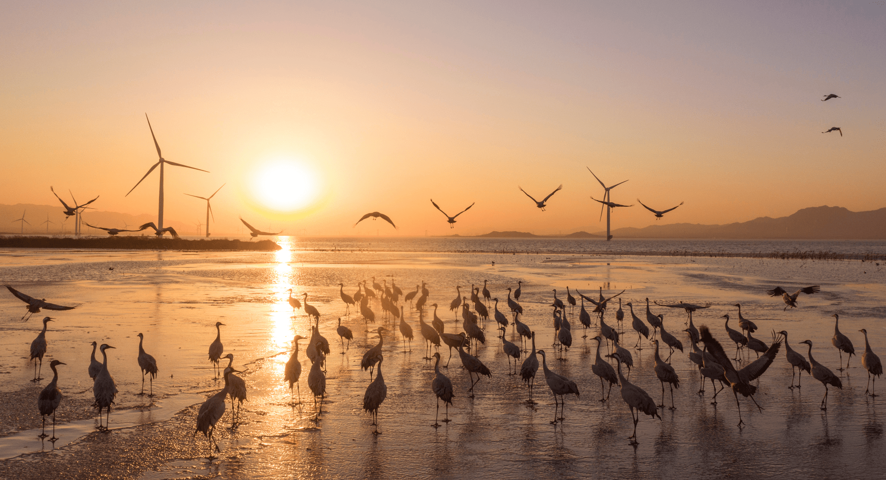 珍稀候鸟北京过冬去年那对儿大鸨今年又带回一只