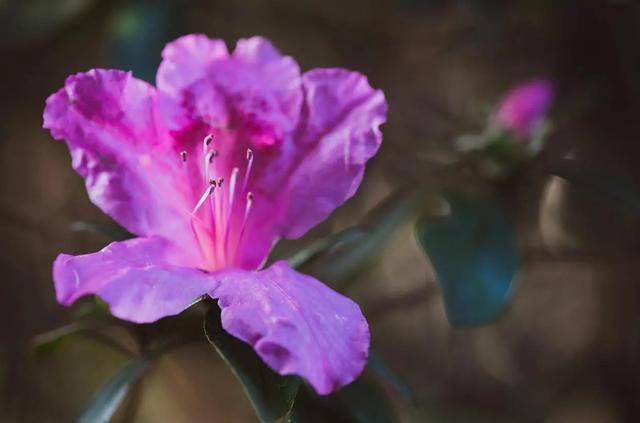 夏天养护杜鹃花有秘诀 温度在30度以上也不怕 安全度夏没问题 枝叶 植株 工作