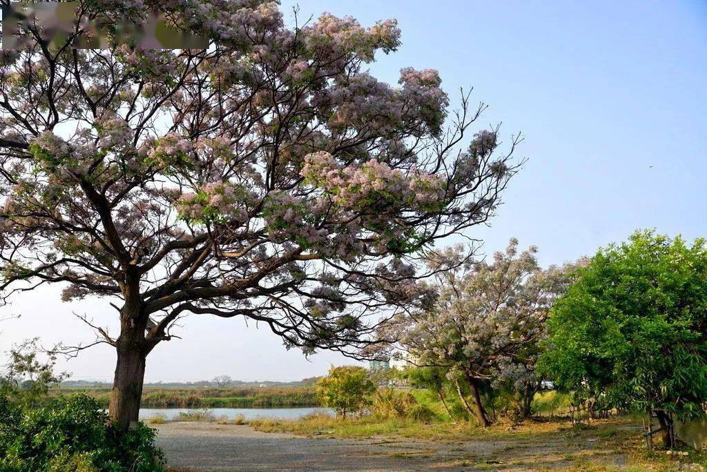 青山碧水新湖南 | 留守的苦楝树