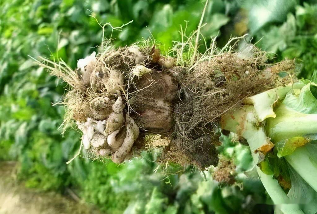 根结线虫难治理关键就是要做好预防