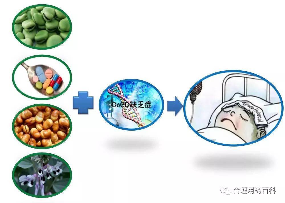 蚕豆病遗传图图片