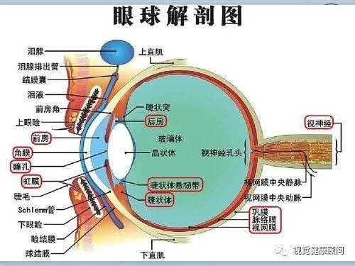 眼的组织解剖