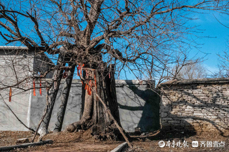 平阴高路桥村的这棵楷树疏而不屈刚直挺拔